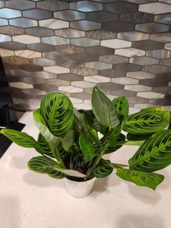 4" Maranta, Lemon Lime