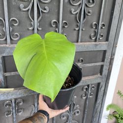 Monstera Deliciosa