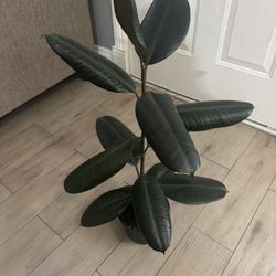 🌿 Gorgeous Rubber Plant (Ficus Elastica) – Healthy & Low Maintenance 🌿