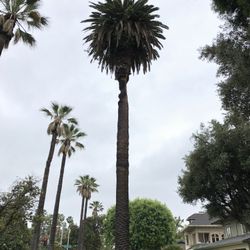 Palm Tree