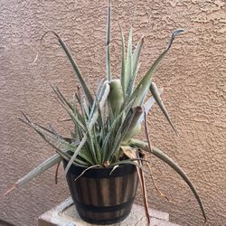 Aloe Vera Plant 
