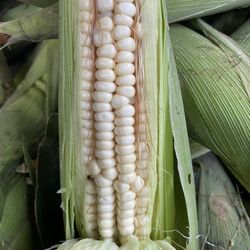Elote