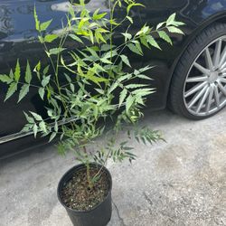 Indian Neem Plant 