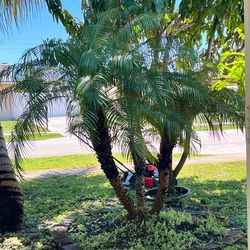 Robellini palm tree for sale!
