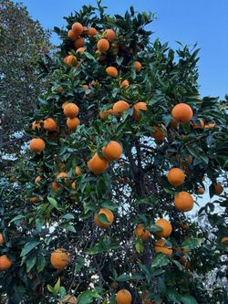 Organic Orange