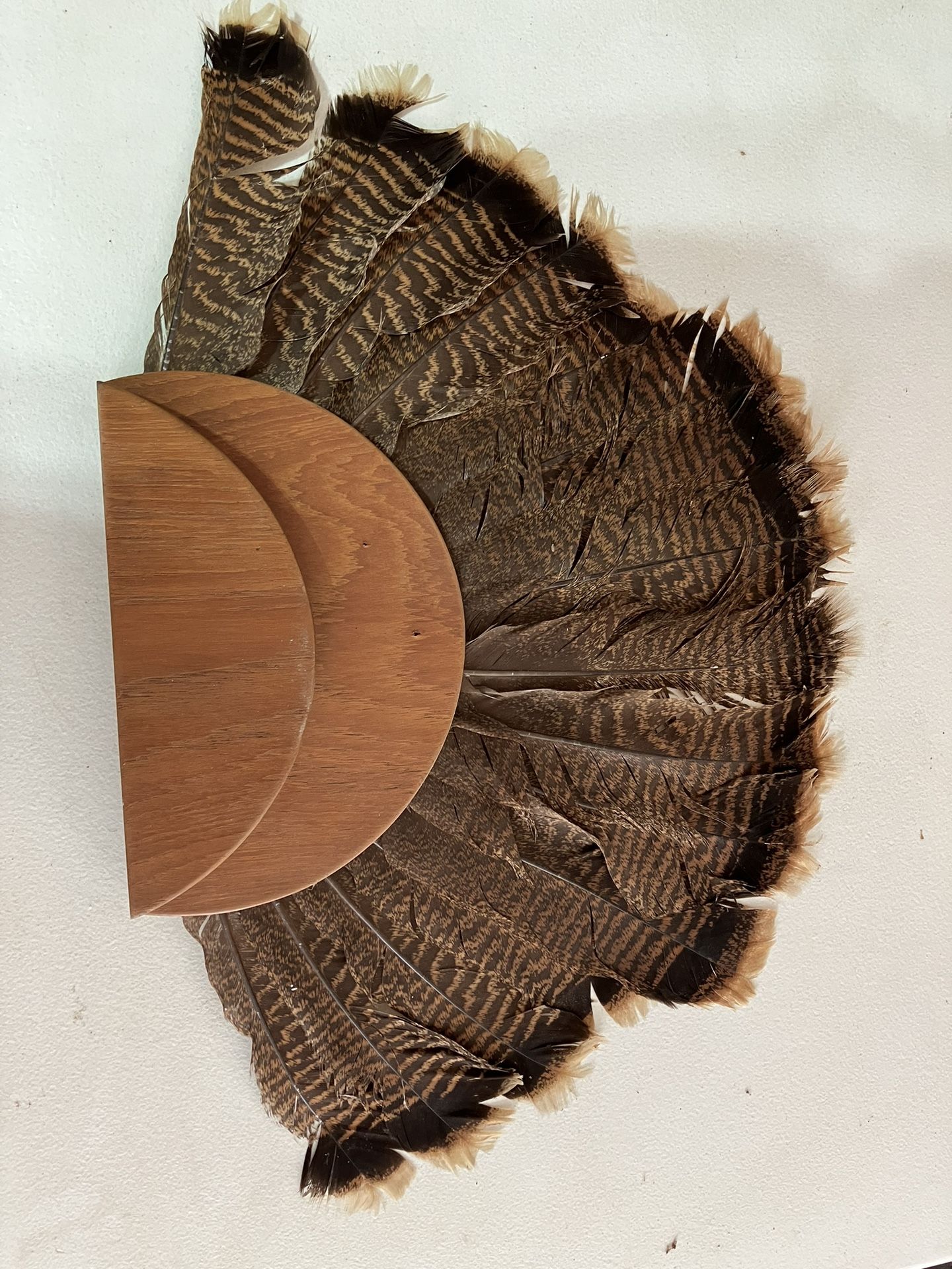 Turkey Tail Feathers