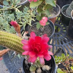 Echinopsis Cuarzo Rosa