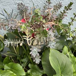 Una Succulents 