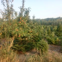 U Pik Apples Plums Pears