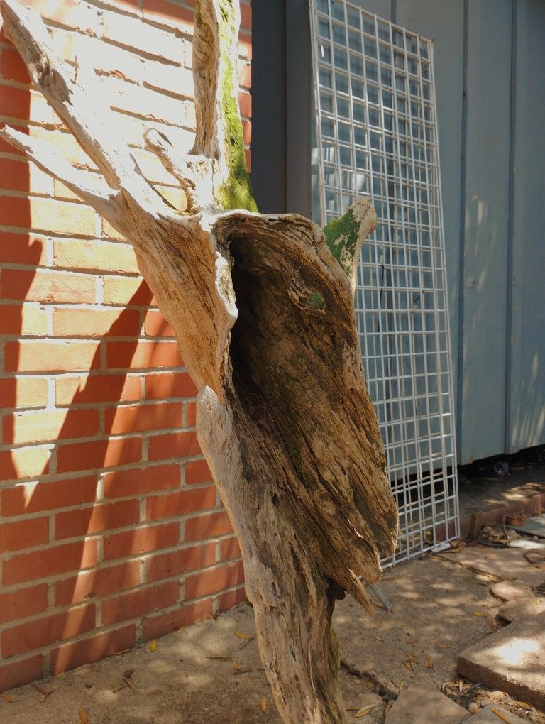 5ft Long Beautiful Piece Of Driftwood