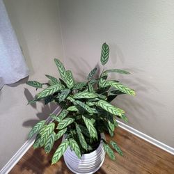 House Plant