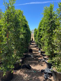 Ficus Trees 6’ - 13’ Available - Contractor / Landscaper Pricing