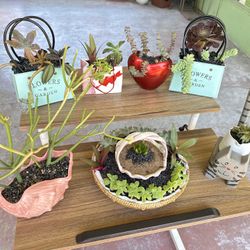 Succulent Plants 