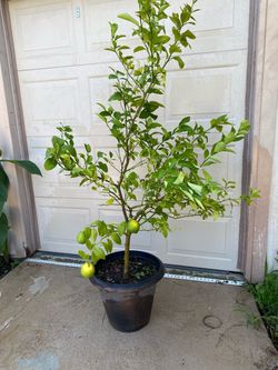 Meyer Lemon Tree with Fruits 6ft tall