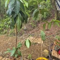 Mountain Apple Tree Saplings