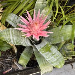 Pink Aechma Bromeliad Plant