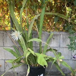 Night Blooming Cereus Cactus