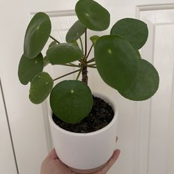 Beautiful Pilea Plant With Pot