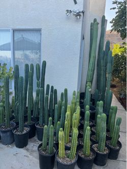 San Pedro cactus