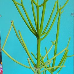 Euphorbia Pencil Cactus Plant