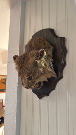 Bobcat Taxidermy