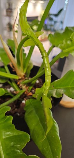 Big Mama Plant Ring of Fire