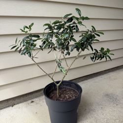 Olive Tree