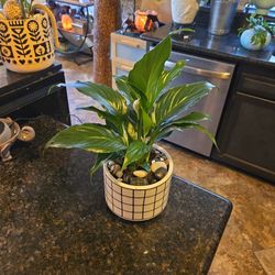 Lovely Peace Lilly Plant In New 6.5in Wide Ceramic Pot With Stones 