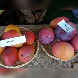 Tommy Atkins Mango Grafted Trees Arboles De Tomy Injertados 3gal 