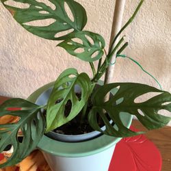 Monstera Obliqua “Cheese Swiss” Plant Jade Ceramic Pot/Planter Included