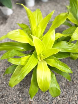 Dracaena Lime Light Plant