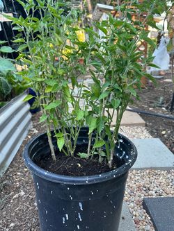 Spicy Chili- I think it’s cascabel