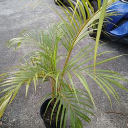 Areca Palm Potted Plant  Landscape Plant