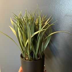 Faux Plant