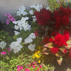 Sale Sunday Flowers 🌺🌸🌷     3710 Merrimac Avenue 92117 Eight To Three P.M.