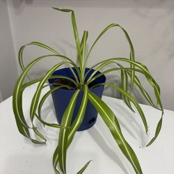 Spider Plant in Blue Pot