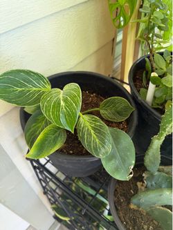 PLANTS FOR SALE - need gone by today