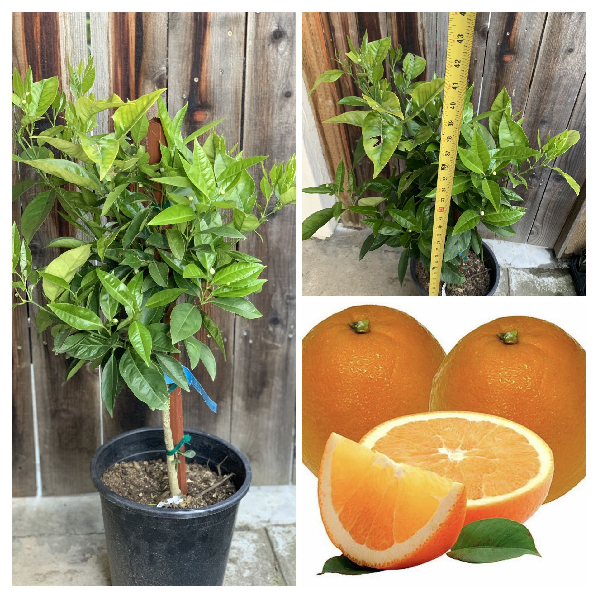 BLOOMING FLOWERING BUSHY MIDNIGHT VALENCIA GRAFTED CITRUS ORANGE FRUIT TREE LIVE PLANT IN 5 GALLON POT  CASH ONLY  PICK UP IN NORTH SAN JOSE 