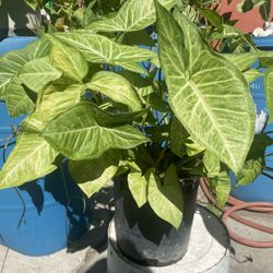 Plant 