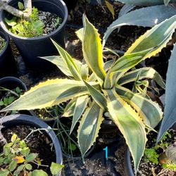 Agave Plant In Pot