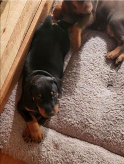 Dog bed used