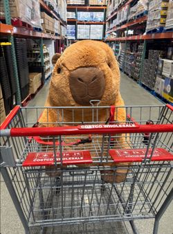 Costco Capy bara Plush in Fontana