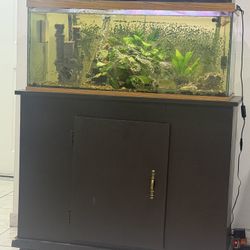 Pecera Con Filtro  , Calentador Y Base 