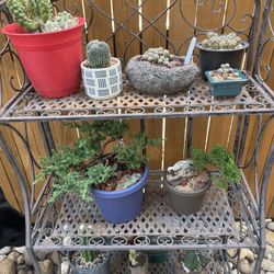 Plants! Cacti And Bonsai