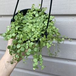 6” strings of turtles 