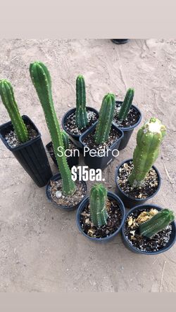 1 gallon San Pedro cactus