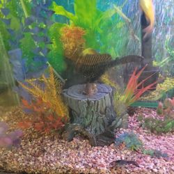 8" Algae Eater (Freshwater)