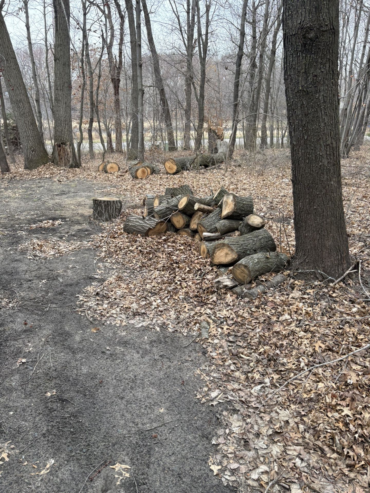 Free Firewood