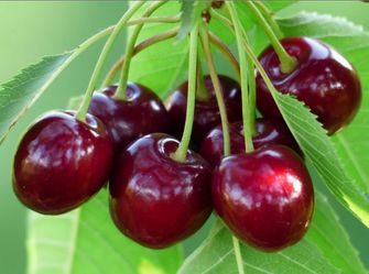 Grafted   Cherry, Avocado, Plum, Pear, Peach, Apple, Nectarine, Mandarin   Trees