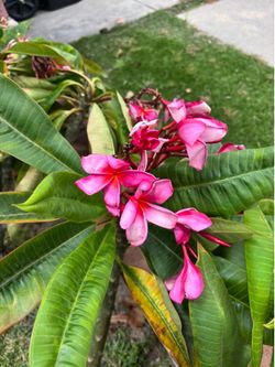Plumeria cuttings and plants